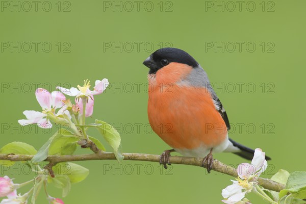 Eurasian bullfinch (Pyrrhula pyrrhula) male sitting on a branch with apple blossoms, bullfinch, songbird, birds, wildlife, Siegerland, North Rhine-Westphalia, Germany