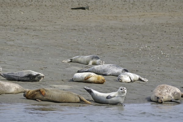 Several seals resting on a sandy beach in a coastal landscape, Fanö, North Sea, Jutland, Denmark