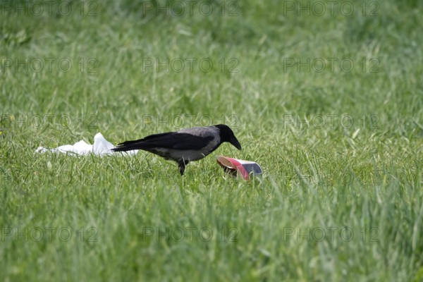 Crow and waste, Germany