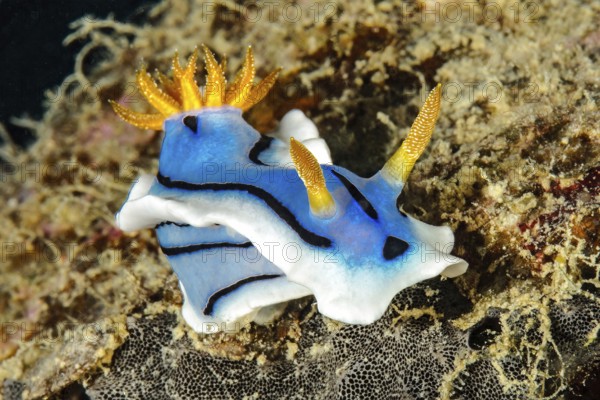 Nudibranch Dianas Chromodoris (Chromodoris dianae) Magnificent star slug Nudibranch, Pacific, Yap Island, Yap State, Caroline Islands, Federated States of Micronesia FSM, Australia, Oceania