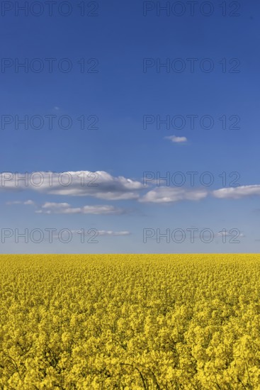 Rape field in bloom against a blue sky with clouds. Landscape near Dornstadt Baden-Württemberg, Germany