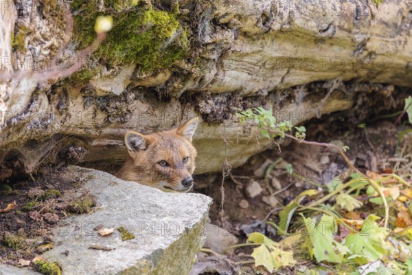 A golden jackal (Canis aureus) rests behind a rock under a rotting tree