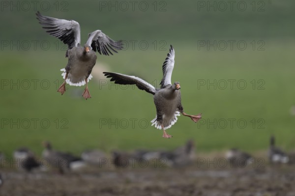 Greylag goose (Anser anser), Texel, Netherlands