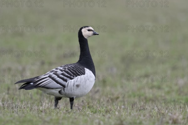 Sehr aufmerksam... Nonnengans *Branta leucopsis* auf den Wiesen am Niederrhein