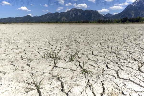 Cracked, dried out ground, waterless Forggensee in spring, behind it Tegelberg massif and Säuling, Ammergau Alps, near Füssen, Ostallgäu, Bavaria, Germany