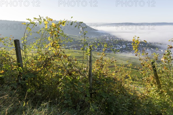 An overgrown vineyard with a view of a village in the mist, surrounded by hills and illuminated by the morning sun, organic vineyard, Korb-Steinreinach, Remstal, Baden-Württemberg, Germany