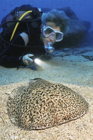 Diver Scuba diver observes illuminated at close range while scuba diving Electric marble trembling ray (Torpedo marmorata) Electric ray Electric ray Torpedo ray Torpedo ray dangerous marine animal lies well camouflaged on sandy seabed lurking for prey, East Atlantic, Fuerteventura, Canary Islands, Spain