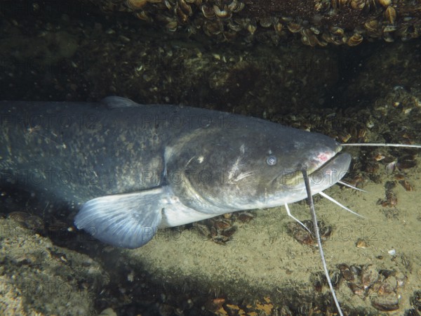 Large catfish (Silurus glanis), catfish, lying on the sandy underwater bottom next to mussels, side-lit, dive site Zollbrücke, Rheinau, Canton of Zurich, Rhine, Upper Rhine, Switzerland, Germany