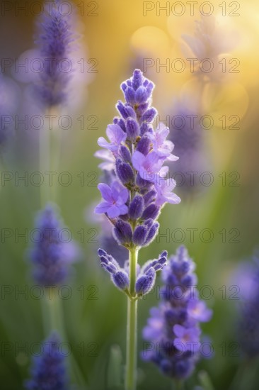 Detailed macro of a lavender flower (Lavandula angustifolia), showing the tiny purple buds and soft, velvety texture of the petals, AI generated