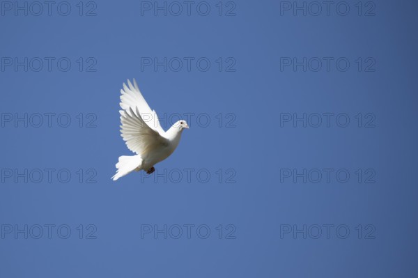 White or Release dove (Columba livia domestica) adult bird flying against a blue sky, England, United Kingdom