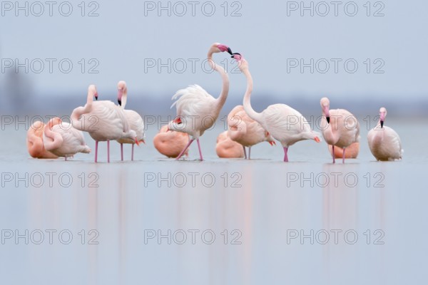 Pecking order... Flamingos (Phoenicopterus spec.) resting in the shallows of the IJsselmeer, pink flamingos (Phoenicopterus roseus) and Chilean flamingos (Phoenicopterus chilensis) from the Zwillbrocker Venn in their wintering grounds in the Netherlands, northernmost breeding population, rarity, native nature, IJsselmeer, Netherlands, Germany, Western Europe