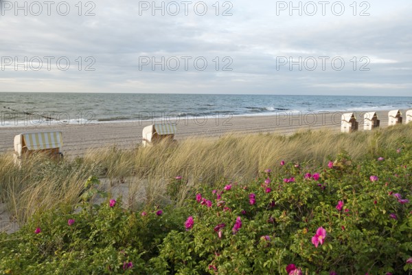 Potato rose (Rosa rugosa), beach chairs, Baltic Sea, Baltic seaside resort, Kühlungsborn, Rostock district, Mecklenburg-Western Pomerania, Germany