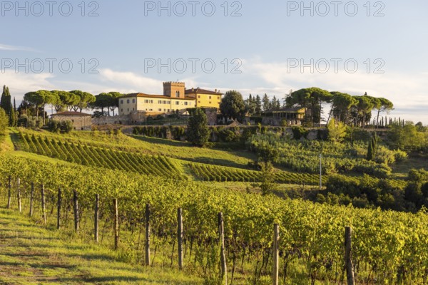 Luxury holiday home Villa Del Monte surrounded by vineyards and pine trees on a hill near San Gimignano, Province of Siena, Tuscany, Italy