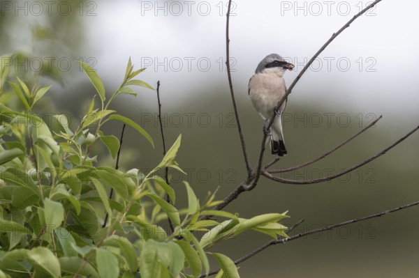 Red-backed shrike (Lanius collurio), Emsland, Lower Saxony, Germany
