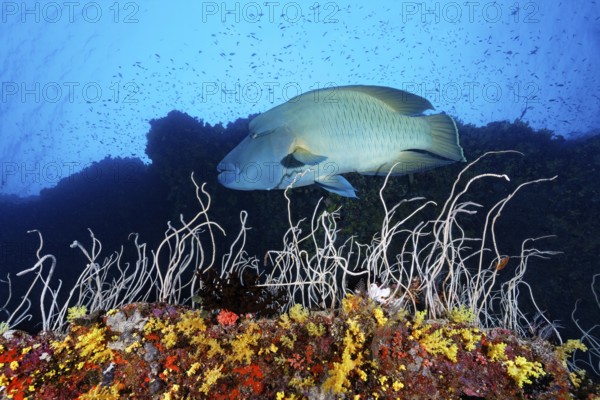 Napoleon wrasse (Cheilinus undulatus), adult, in front of steep-walled coral reef, whip coral or fragile sea whip (Junceella fragilis), Great Barrier Reef, Unesco World Heritage Site, Coral Sea, Coral Sea, Pacific Ocean, Cairns, Queensland, Australia