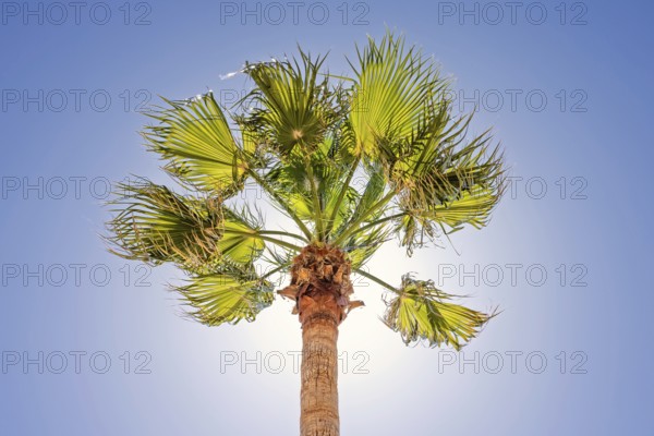 Palm tree in backlight with the sun behind the tree against a clear blue sky, Mallorca, Spain