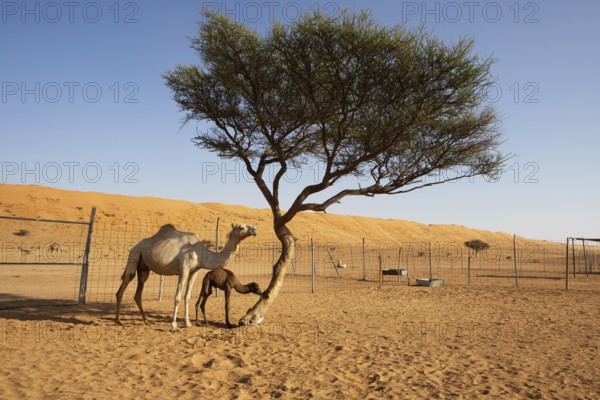 Dromedary (Camelus dromedarius) with calf, breeding station in the Wahiba Sands or Rimal Al Wahiba or Sharqiyya Sands desert, Janub ash-Sharqiyya region, Oman