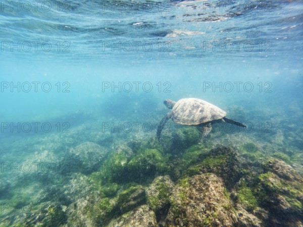 Green turtle (Chelonia mydas), underwater, Galapagos, Ecuador