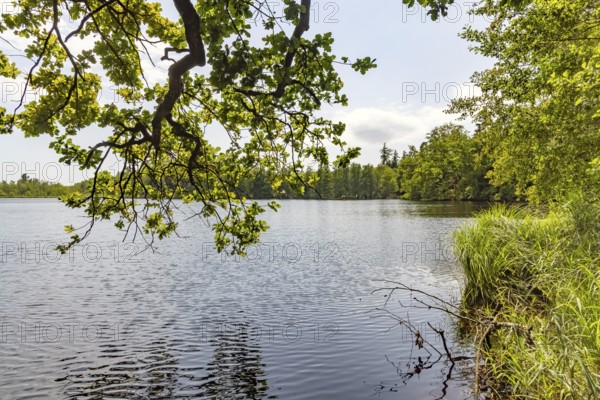 Häcklerweiher in the Blitzenreuter Seenplatte nature reserve, Moorsee, Fronreute, Baden-Württemberg, Germany