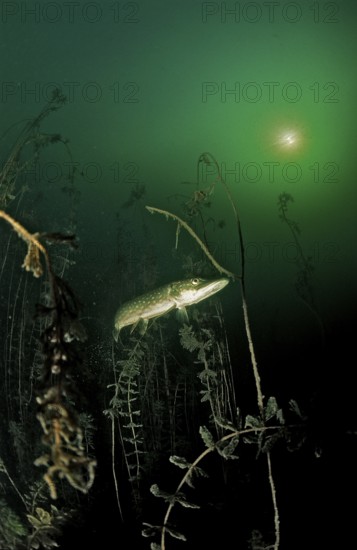 Pike, Esox lucius, Germany, Bavaria
