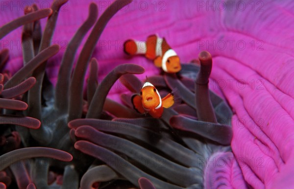 Two orange skunk clownfish, Amphiprion ocellaris, Bali, Indian Ocean, Indonesia