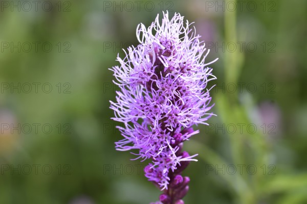 Liatris spicata (Liatris Spicata) purple, Germany