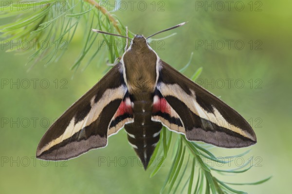 Spurge hawk-moth (Hyles euphorbiae) Rhineland-Palatinate, Germany