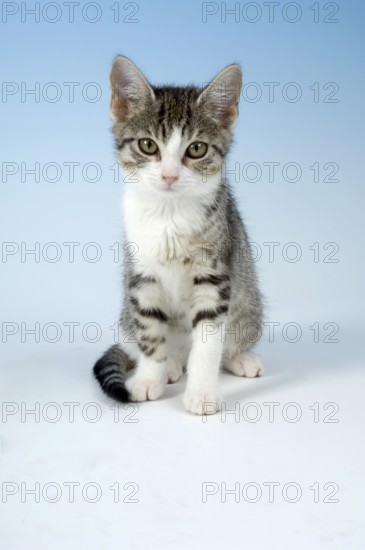 Domestic Cat, kitten, house cat, kitty