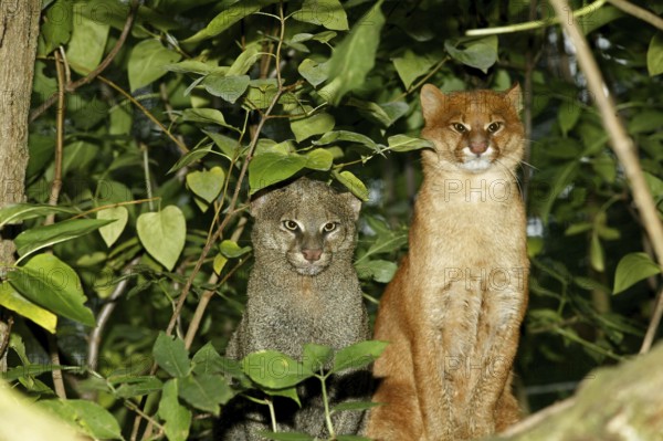 Jaguarundi, herpailurus yaguarondi, Adults standing on Branch