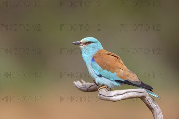 European roller (Coracias garrulus), on perch, Hides de El Taray / Roller Hide, Villafranca de los Caballeros, Castilla La Mancha / Toledo, Spain