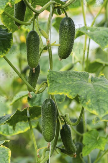 Group of natural green organic cucumbers grow on garden bed. Summer and freshly healthy eco vegetables in greenhouse on agricultural farm before harvest in sunny weather