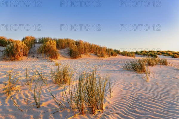 Dunes at sunset on the beach of Juist, East Frisian Islands, Germany
