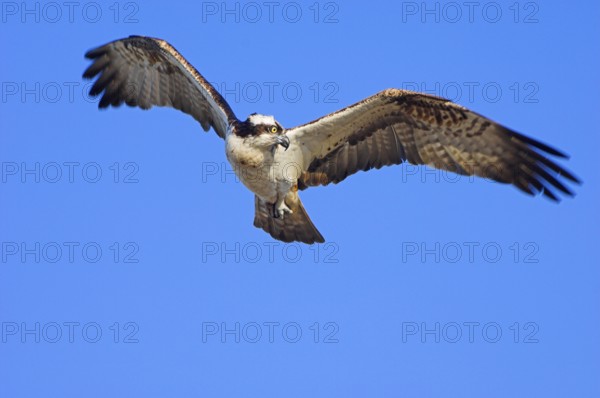 Osprey, Elbe Biosphere Reserve, Lower Saxony (Pandion haliateus), releasable, Germany