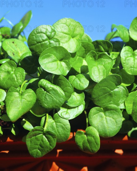 Spoonbane, true spoonwort (Cochlearia officinalis), scurvy, bittercress, spooncress, spoonwort