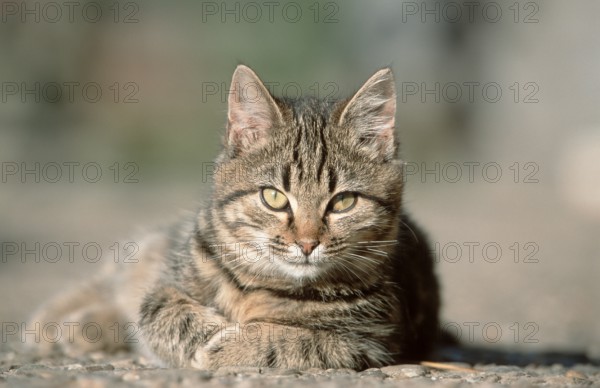 House cat, tabby