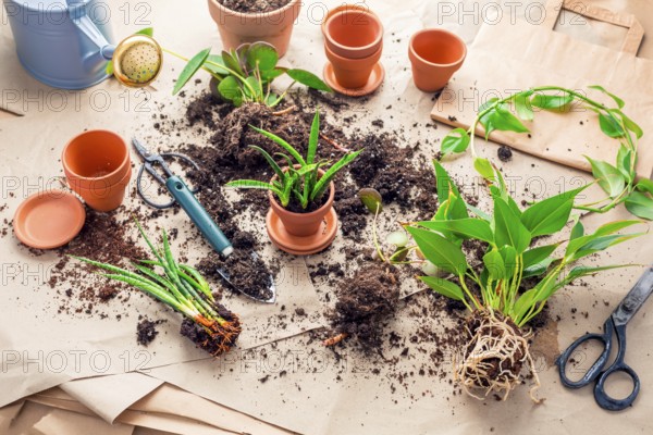 Plant propagation and replanting house plant concept with flowerpots, soil and gardening tools