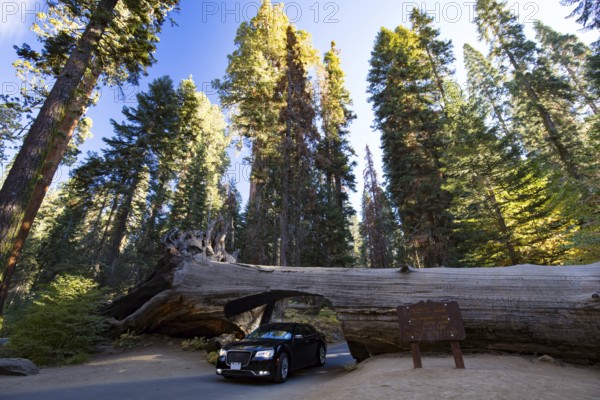 A car drives thru the famous Tunnel Log in Sequoia National Park, California, USA