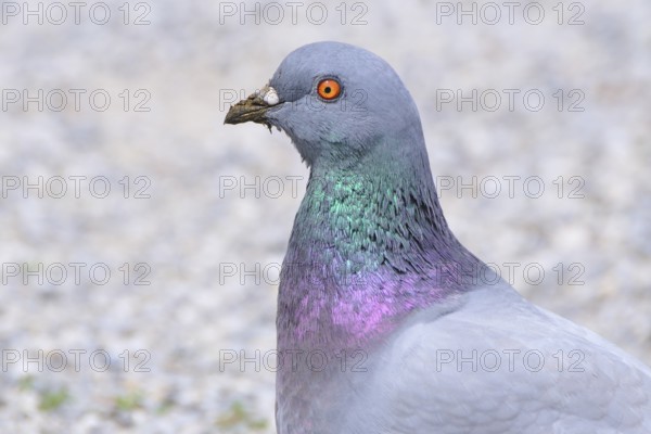 Rock Pigeon, Street Pigeon, Domestic Pigeon, Pigeon, Europe, European
