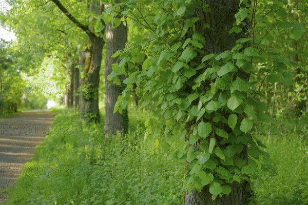 Linden avenue on the Friedensberg, peace, lime tree (Tilia), deciduous tree, foliage, spring, avenue, tree avenue, walk, local recreation area, Kocher, Kocher valley, spring, May, nature park Schwäbisch-Franconian Wald, Schwäbisch Hall, Hohenlohe, Germany