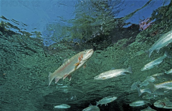 Rainbow trout, Oncorhynchus mykiss, Germany, Bavaria