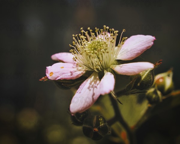 Blackberry blossom in a beautiful light mood with nice bokeh. Close up of the flower with many details