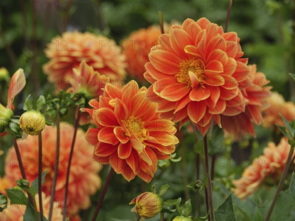 Close-up of orange dahlias blooming in a lush garden, Blooming dahlias in different colours in a garden, legden, germany