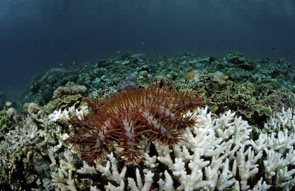 Crown-of-thorns starfish eating stony coral, Acanthaster planci, Komodo National Park, Indian Ocean, Indonesia