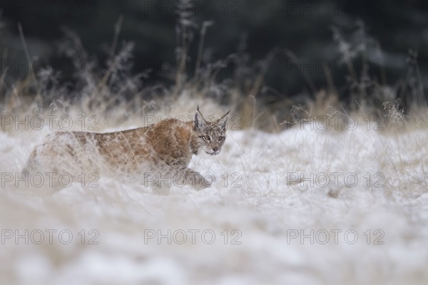 Luchs, Lynx lynx, Eurasian lynx