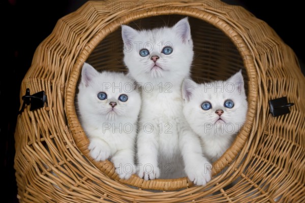 Three young white cats in wicker basket
