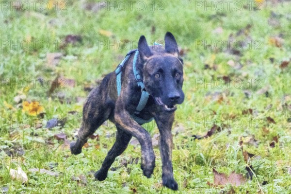 A powerful police dog, a Malinois shepherd, stands at attention. The dog is about two years old, with a well-trained, athletic build. His coat is short and thick, in the typical brown and black colours often found on service dogs. His ears are pricked up and his eyes look alert and focussed, as if he is ready to follow orders at any time