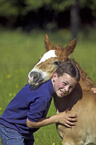 BOY WITH NORMAN COB FOAL, NORMANDY IN FRANCE