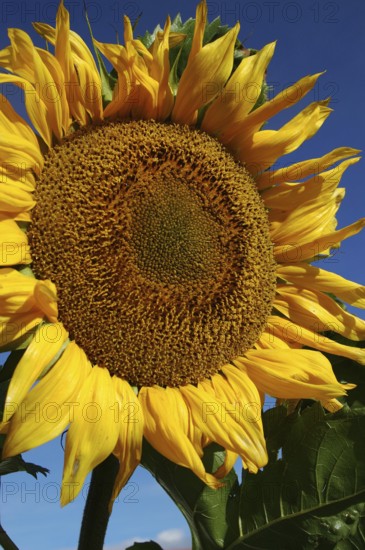 Giant sunflower against blue sky