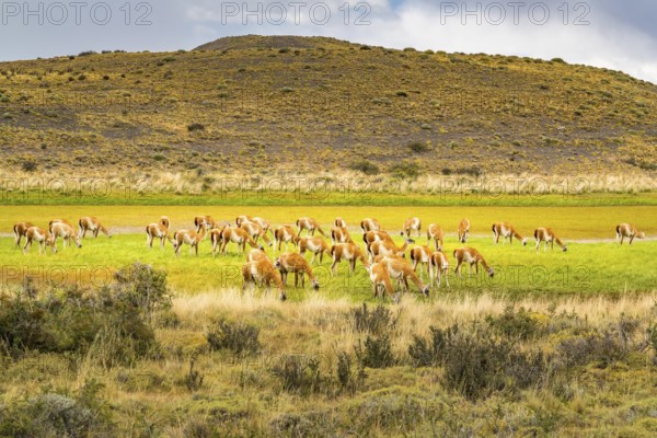 Herd of Guanaco grazing in the green pasture at Torres del Paine National Park in Chilean Patagonia, Chile