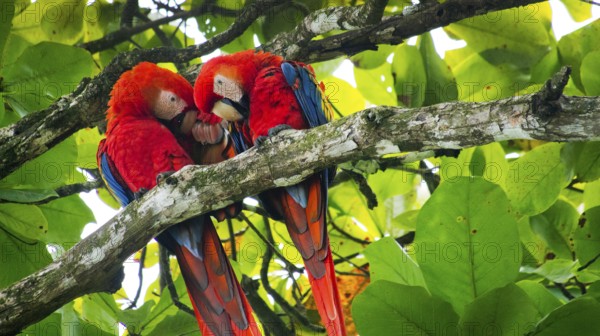 Scarlet Macaw, Lapa Roja, Ara macao, Corcovado National Park, Osa Conservation Area, Osa Peninsula, Costa Rica, America